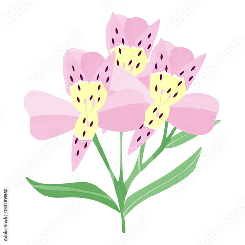 Illustration of Pink Alstroemeria Flower