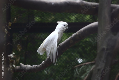 A white cockatoo walks along a tree branch with its wings spread