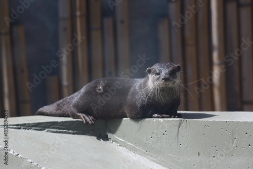 an otter sits on a sunlit concrete wallsea lion cub