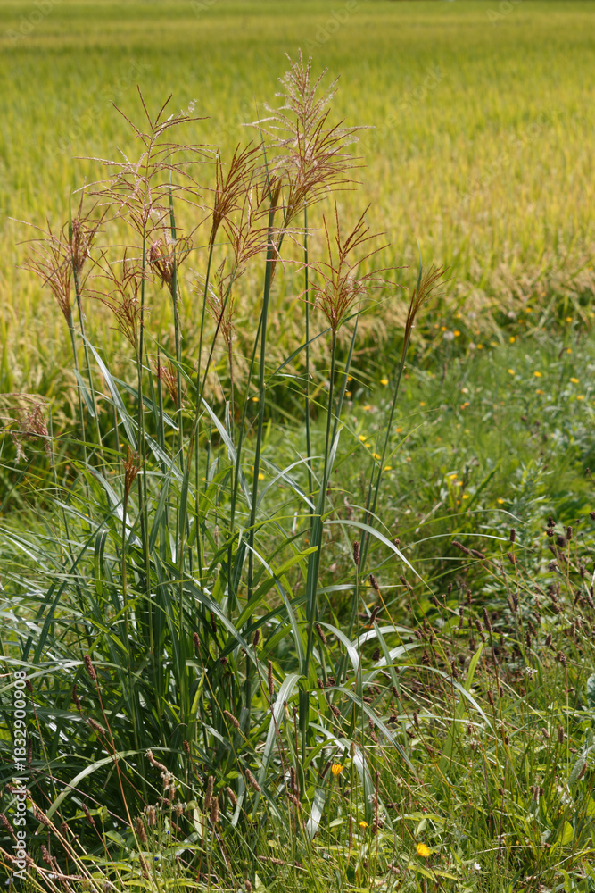 Fototapeta premium Tall pampas grass growing by a Japanese rice paddy in summer