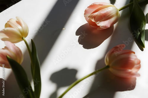 Soft Pink Tulips, Sunlight Shadows, Floral Arrangement, Springtime Beauty, Nature Photography
