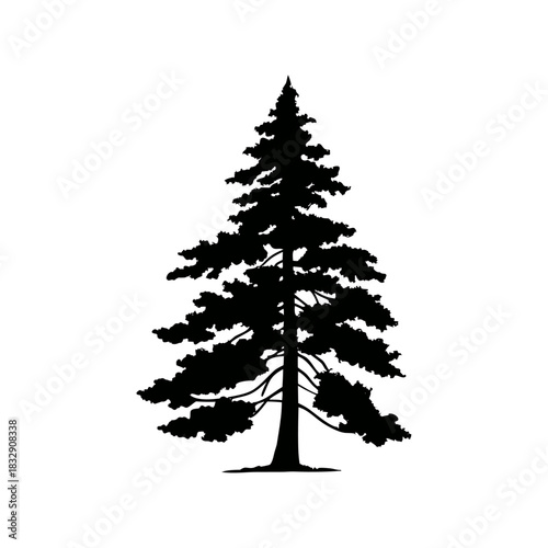 Silhouette of Pine Tree, vector, illustration, design