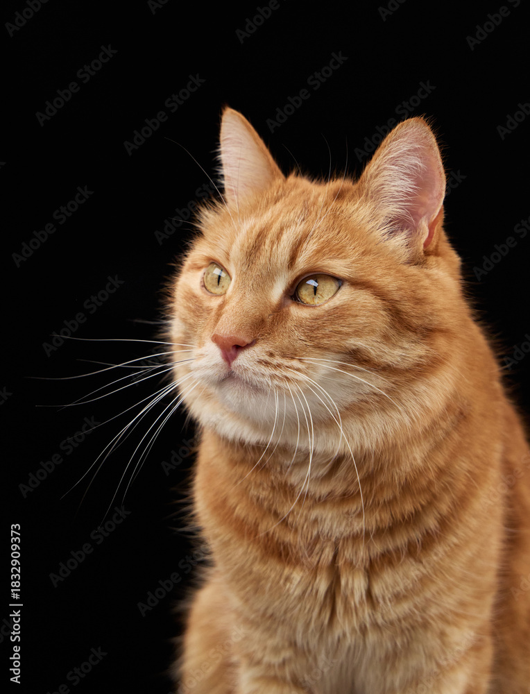 Fototapeta premium A close profile of a ginger cat gazing into the distance. Captured in crisp lighting against a black backdrop.