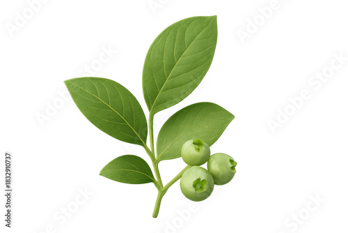 Wallpaper Mural Unripe green blueberry branch with young berries and fresh leaves, isolated on transparent background, growing fruit Torontodigital.ca