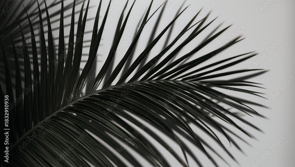 Fototapeta premium Close-up of Dark Tropical Palm Leaf Against Soft Background