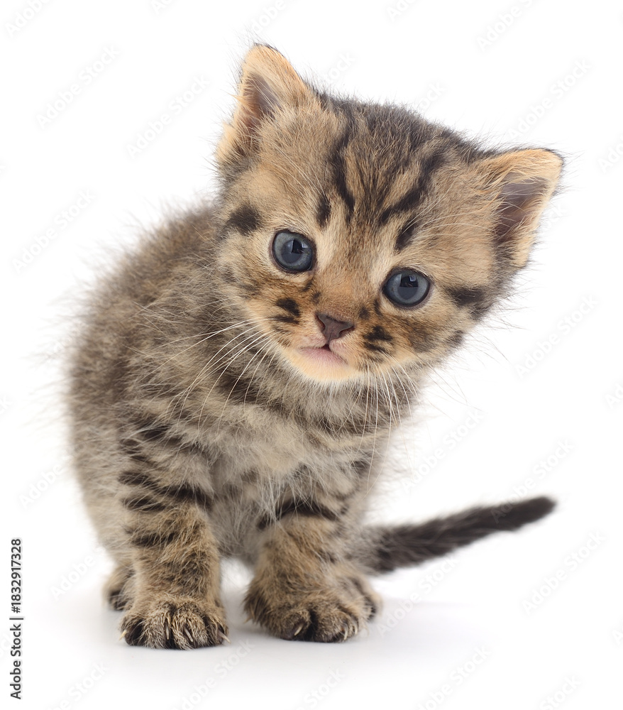 Obraz premium Cute kitten isolated on white background