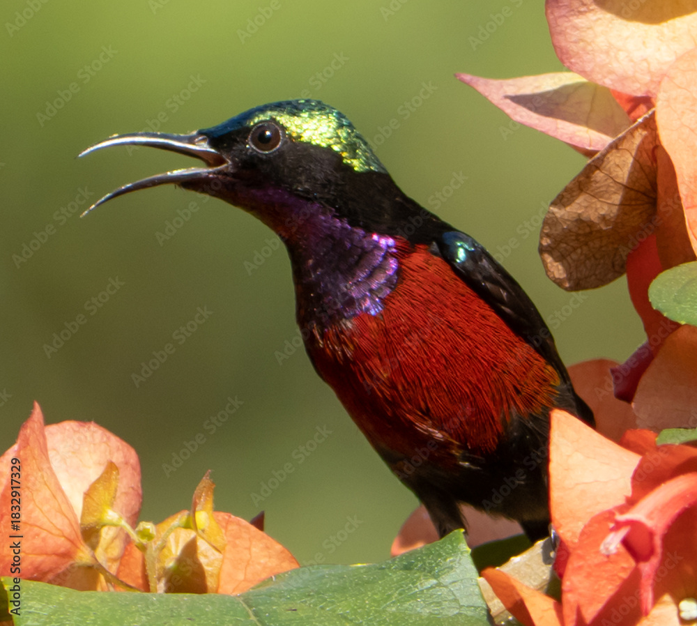 Fototapeta premium Van Hasselt's sunbird (Leptocoma brasiliana)