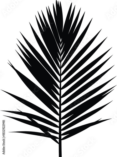 Black minimalist vector silhouette of a palm tree leaf frond