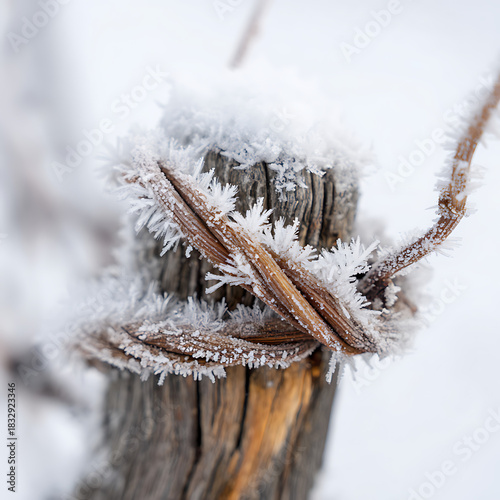 Macro photography of a frozen vine branch wrapped around a wooden post covered in delicate white ice crystals during winter.