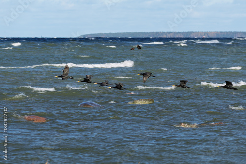 Fotografi Formation of black water birds flying across a windy sea with white wave crests