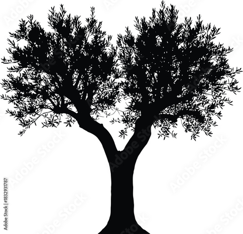 Black Silhouette of a Detailed Olive Tree with Split Trunk Vector Graphic
