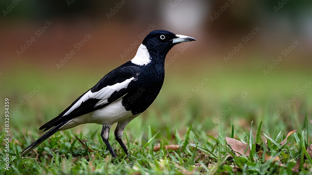 Fototapeta premium Black wild birds on the ground and branch with green grass and black feathers