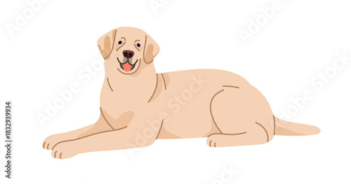 Golden Labrador Retriver breed. Cute happy pedigree dog lying, relaxing, looking friendly with tongue out. Loyal calm puppy, doggy, canine animal. Flat vector illustration isolated on white background