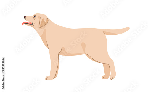 Labrador retriver, canine animal breed. Pedigree dog, side view. Cute lab doggy, loyal puppy standing, looking up with tongue out, wagging tail. Flat vector illustration isolated on white background