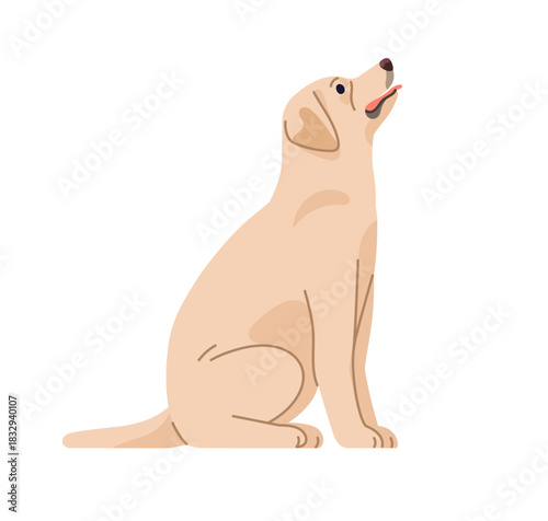 Labrador retriever profile. Pedigree dog sitting. Doggy breed in seated position, side view, looking up. Loyal smart obedient purebred pet. Flat vector illustration isolated on white background