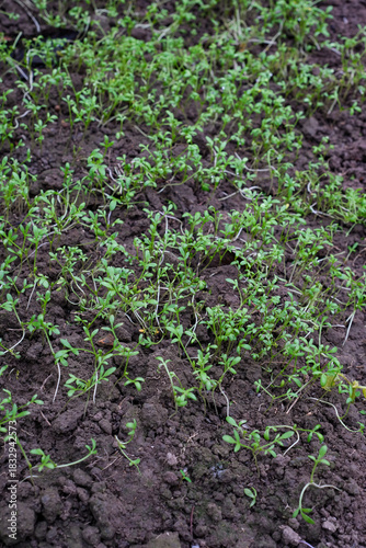 Watercress in the open ground in autumn. Watercress Cultivation. Constant moisture is important for plants.