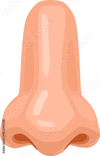 Human nose anatomy organ for sense of smell