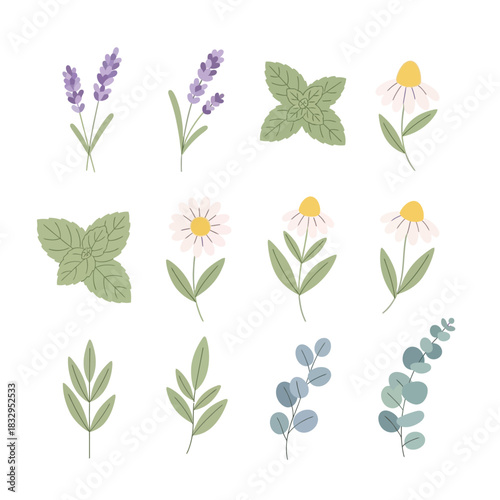 Botanical illustration featuring lavender, mint, chamomile, and eucalyptus leaves on a white background.