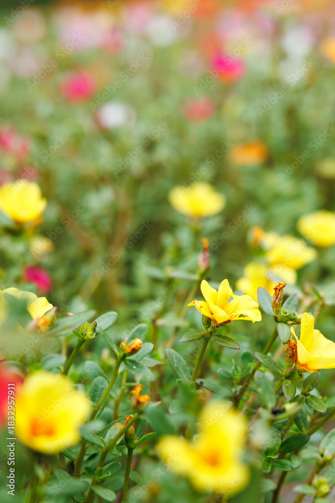 Fototapeta premium 色とりどりのポーチュラカの花畑