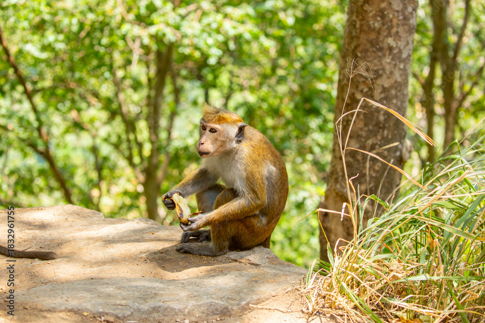 Obraz premium A monkey sits in the jungle and eats a banana. A wildlife scene with wild animals.