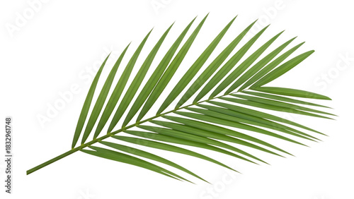 Single green palm frond with sharp pointed leaves against a, cutout, PNG isolated on transparent background