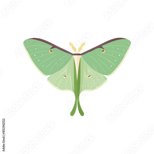 Attractive design, Simple illustration with EPS format design of luna moth isolated on white and transparent background, Clipart set, Minimalist illustration
