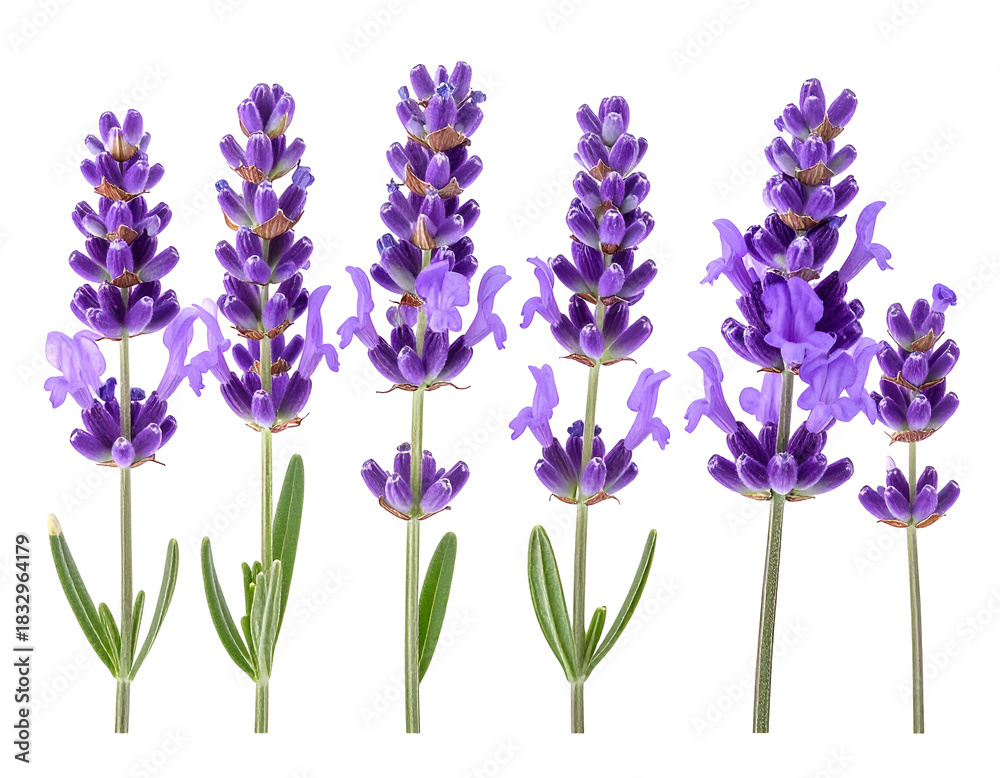 Naklejka premium Several purple lavender flowers and green leaves on black background