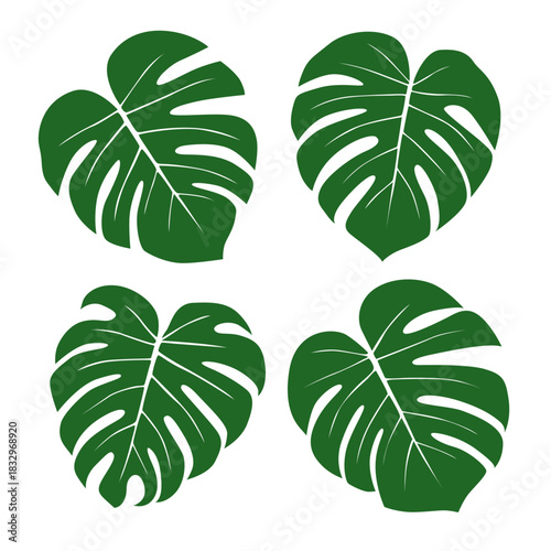 Vector set of green simple silhouettes of monstera leaves on white background