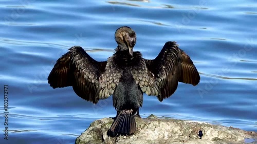 Cormorant perching on a rock by a water and preening