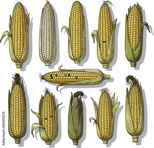 Create a kinds of deferent Corn cob Vector art with a white background..