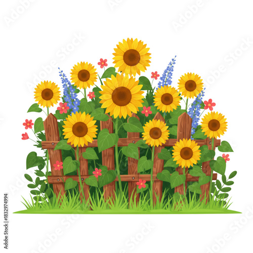 sunflowers on a white background