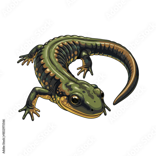 salamander vector with white background