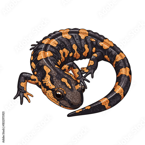 salamander vector with white background