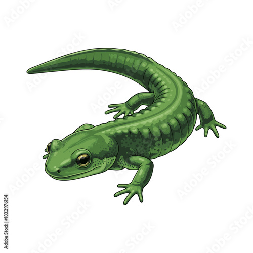 salamander vector with white background