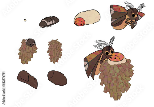 Growth of Eumeta variegata