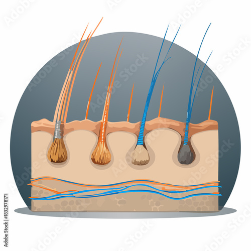 Cross-section illustration of human skin with hair follicles and nerves on a gray background.
