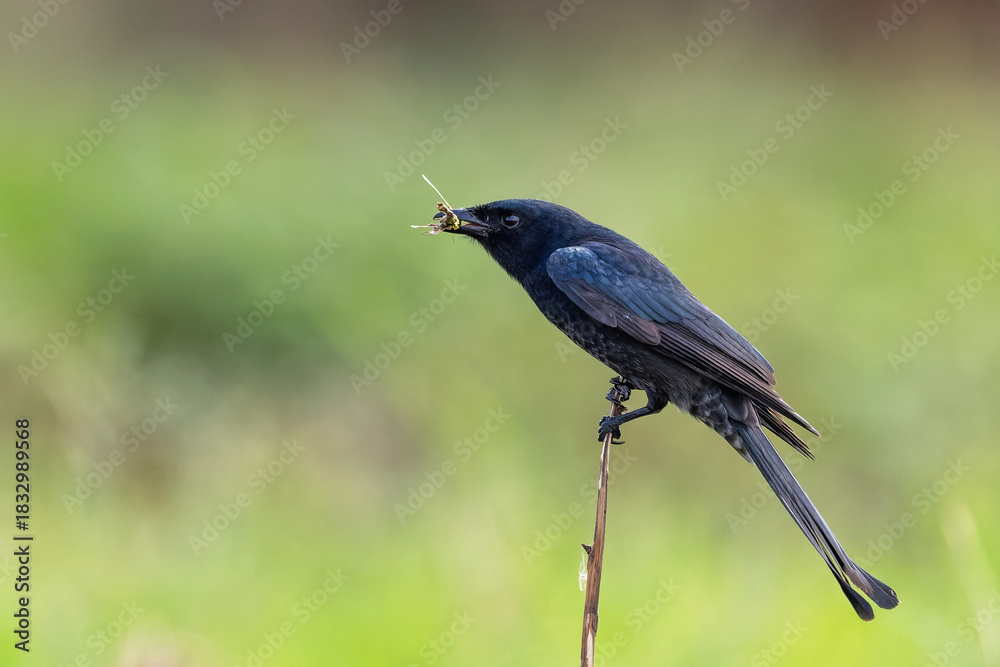 Obraz premium Black Drongo perched with an insect in its beak