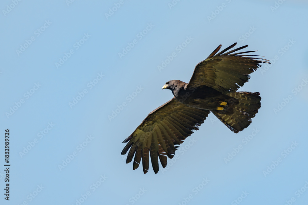 Fototapeta premium Black eagle,Ictinaetus malaiensis, fly view from the side