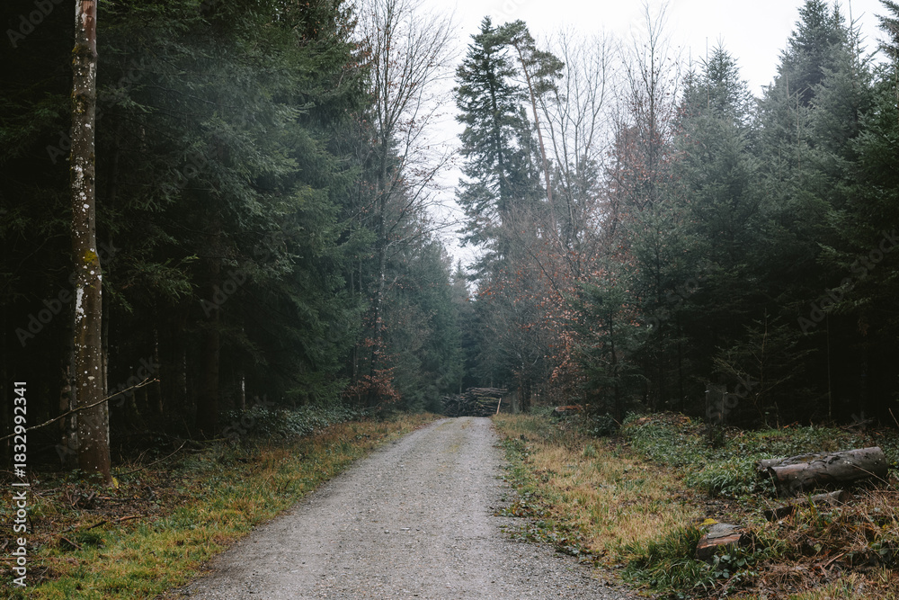 Fototapeta premium Twisting gravel road or footpath winding through a dense forest. Moody, gray, gloomy winter day, wide angle view, no people