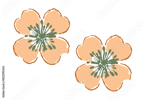 Two peach-colored flowers with green centers and sketched brown outlines.