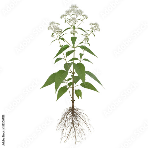 Boneset plant with white flowers and roots isolated
