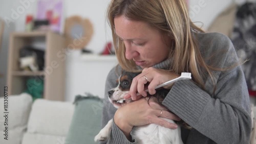 Woman brushing dog's teeth with a toothbrush at home. 