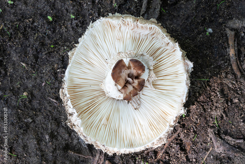 Underside of White Parasol Mushroom (Macrolepiota zeyheri) showing the white gills, ring on the stipe and telltale pink staining when cut
