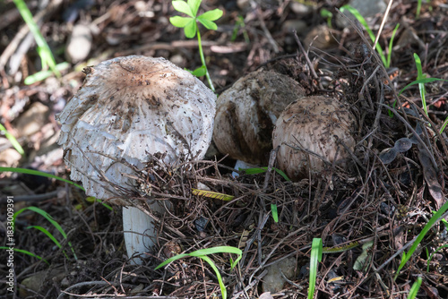 Young White Parasol Mushrooms (Macrolepiota zeyheri) emerging from the detritus on the woodland floor