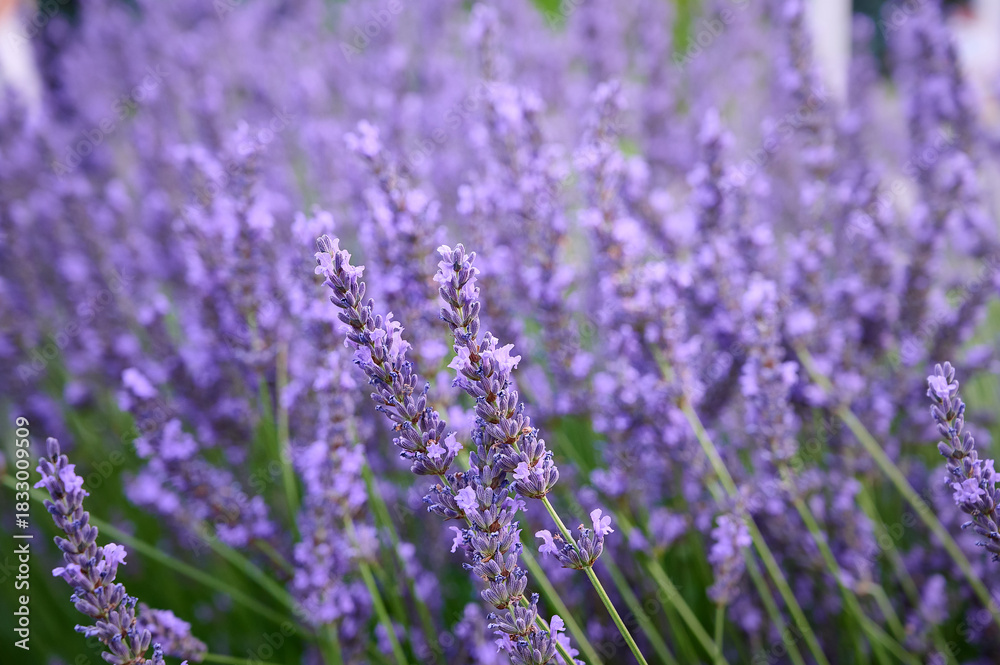 Naklejka premium Lavender flowers in flower garden.