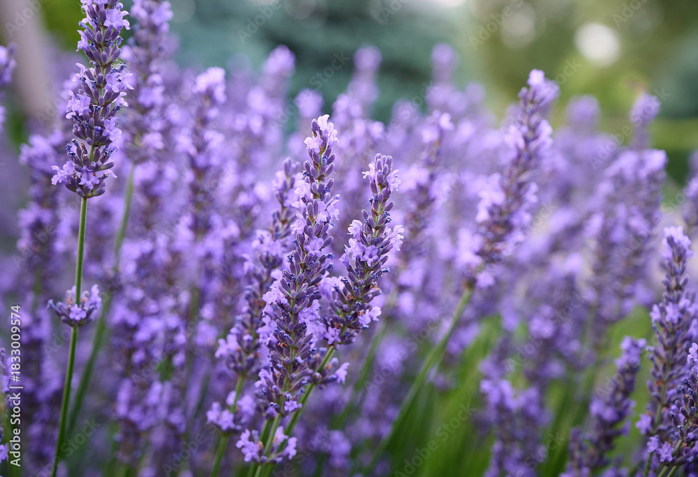 Naklejka premium Lavender flowers in flower garden.