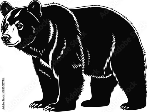 Strong Black Bear Silhouette Vector; Realistic Grizzly or American Black Bear Standing; Wildlife, Forest Animal, and North American Fauna Mascot Design; Detailed Graphic Illustration Isolated.