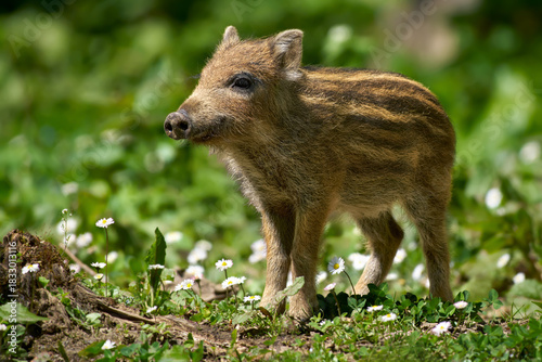 Frischling - junges Wildschwein im Frühling inmitten von Gänseblümchen