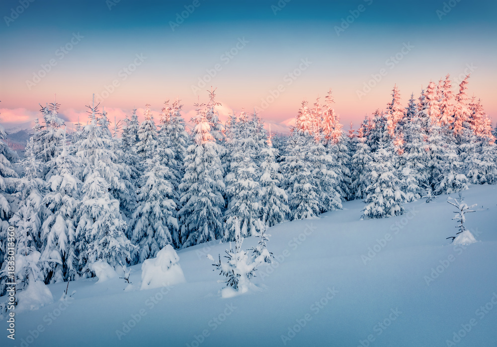 Naklejka premium Incredible winter landscape. Wonderful sunrise in mountain forest. Astonishing winter view of Carpathian mountains with fir trees covered fresh snow. Christmas postcard.
