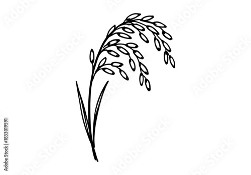 Rice Plant hand drawn simple sketch vector illustration